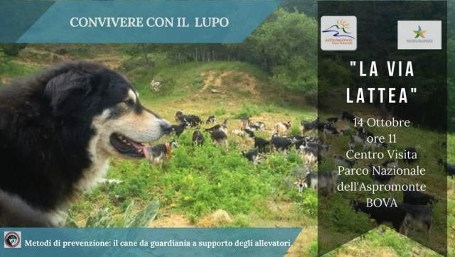 la via lattea progetto parco aspromonte cani.jpg